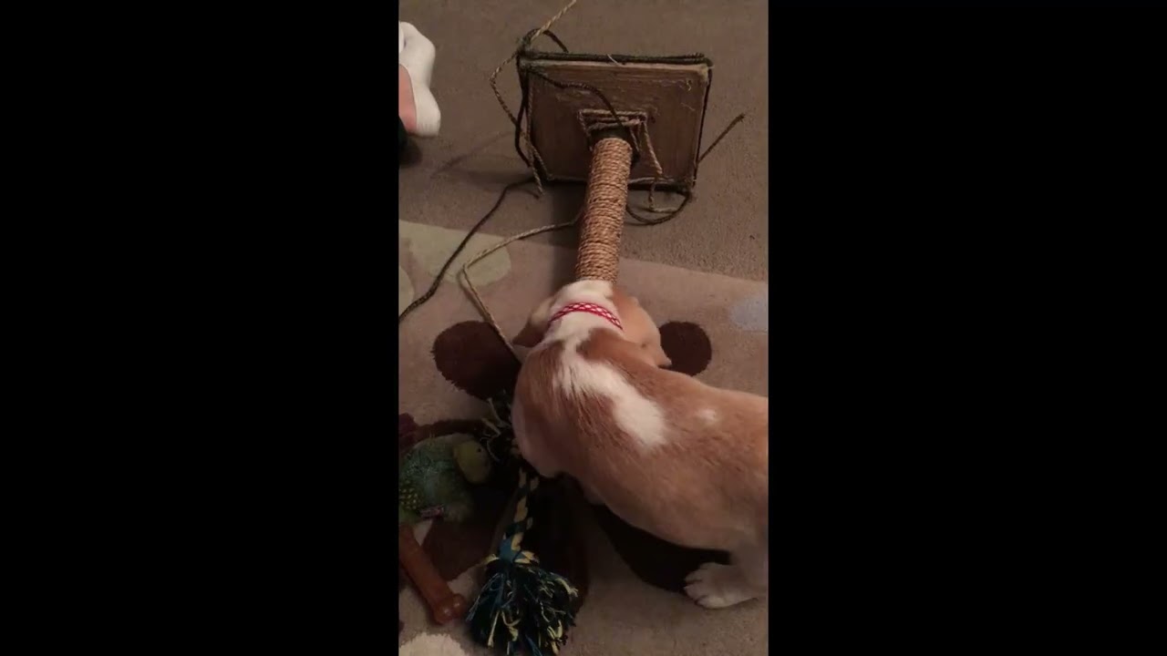 YouTube video player