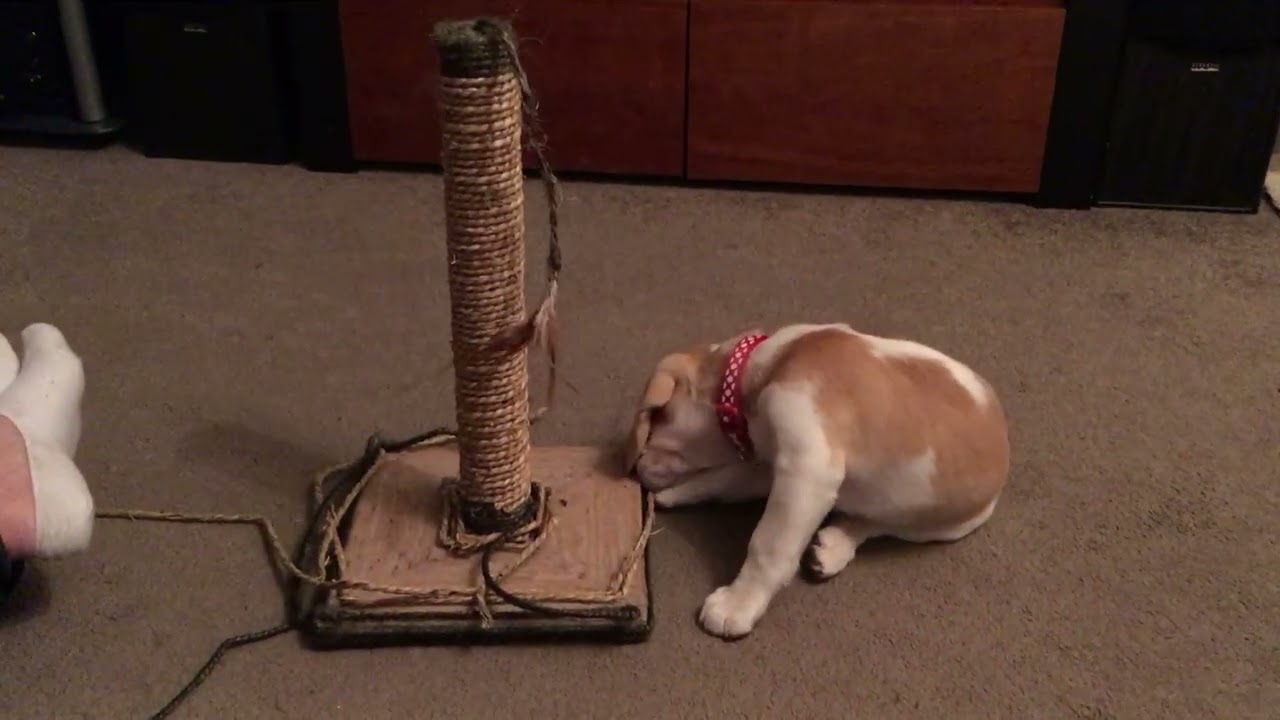 YouTube video player