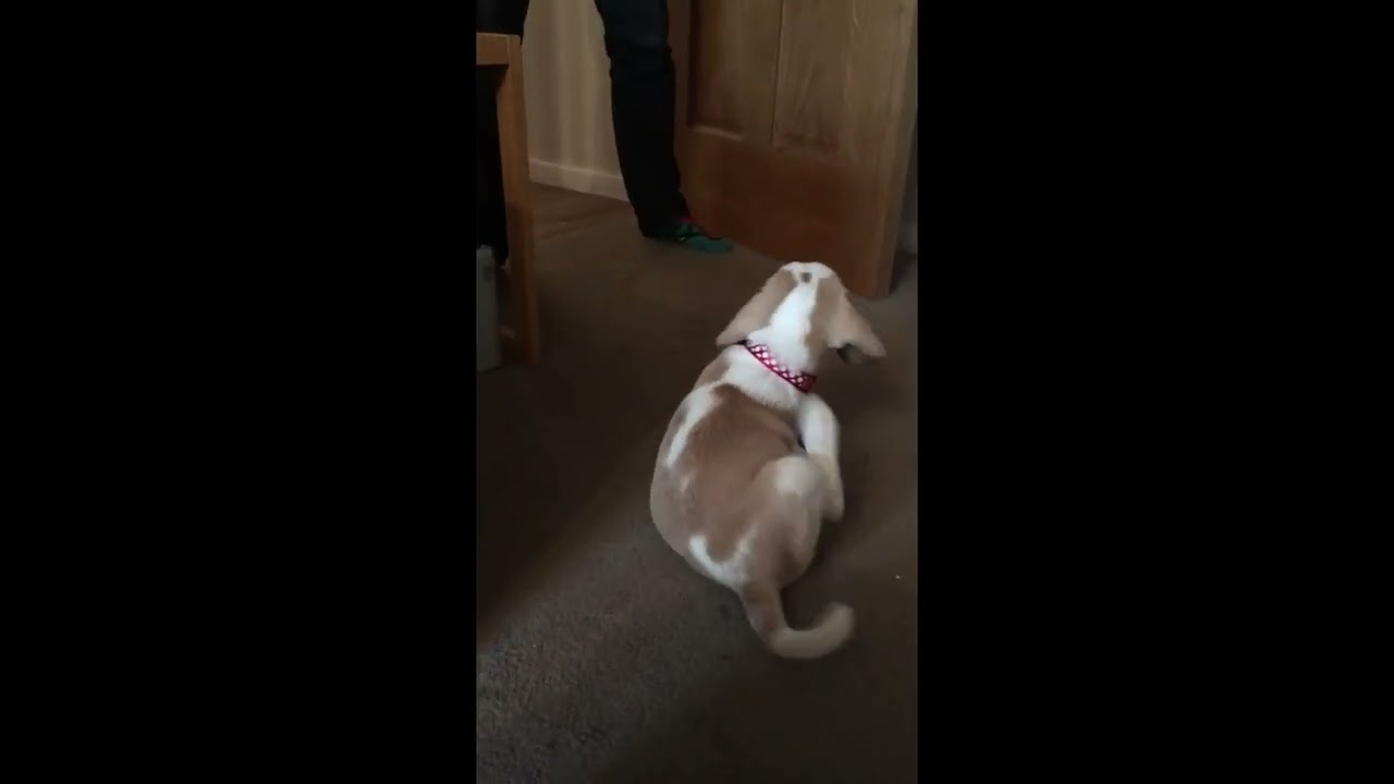 YouTube video player